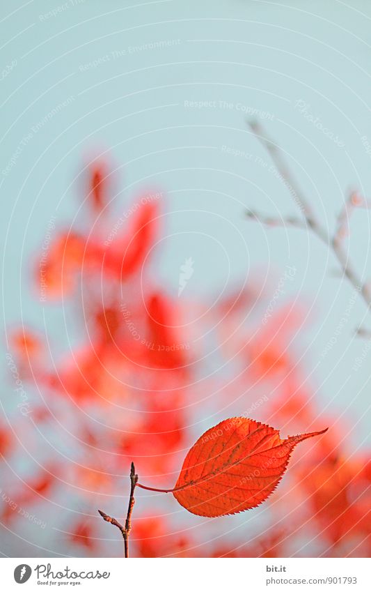 halbherziges Herzblatt Natur Himmel Wolkenloser Himmel Herbst Pflanze Garten Wald blau orange rot herbstlich Herbstlaub Indian Summer Herbstfärbung Herbstbeginn