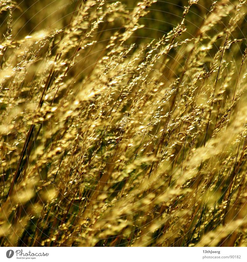 Feldgräßer Landwirtschaft Sommer gelb Biologie Wiese schön Außenaufnahme Getreide Ernte Pflanze Gras Natur Appetit & Hunger