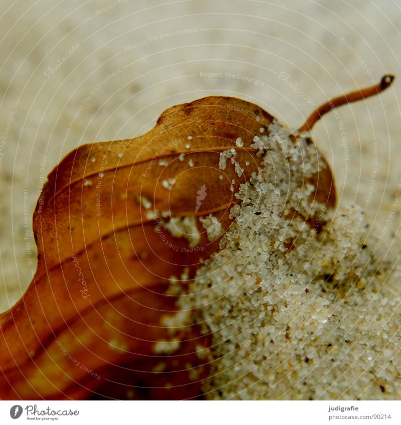 Berührung Blatt Strand Sandkorn fein nah Herbst Weststrand Makroaufnahme Nahaufnahme Küste Strukturen & Formen getrocknet Tod