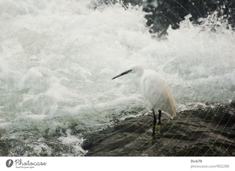 Ruhe vor dem Chaos Tier Wasser Felsen Wellen Flussufer Po Gischt Wasserfall Stromschnellen Schaum Turin Piemonte Italien Wildtier Vogel Reiher Seidenreiher 1