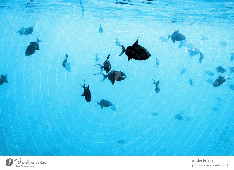 Triggerfishes Meer Sonnenstrahlen Rudel Tier Malediven Wasser Fischschwarm Drückerfische tauchen Schnorcheln Findet Nemo nass Meerwasser Reflexion & Spiegelung