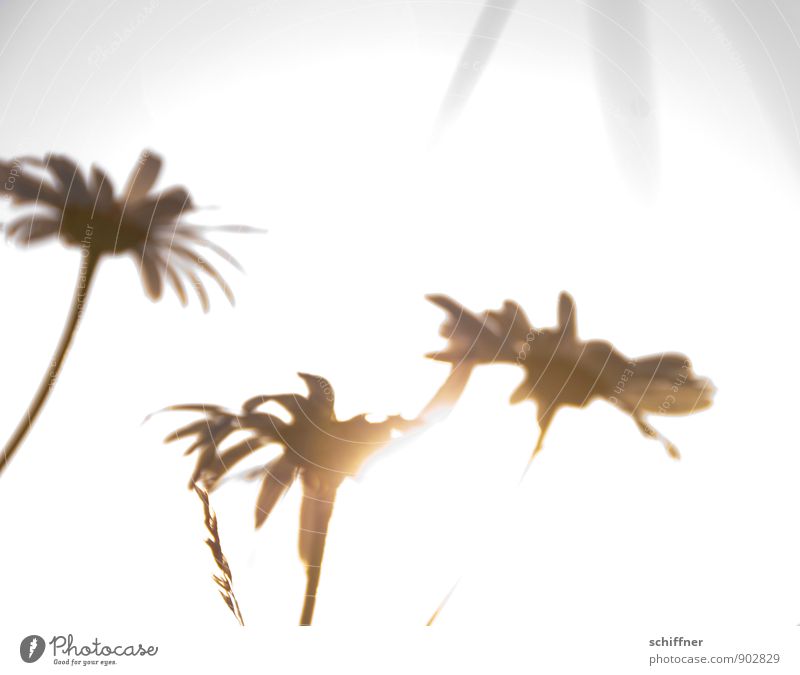Wohlfühloase | Unter bretonischen Palmen Pflanze Sonne Sonnenaufgang Sonnenuntergang Sonnenlicht Sommer Schönes Wetter Blatt Blüte Grünpflanze außergewöhnlich