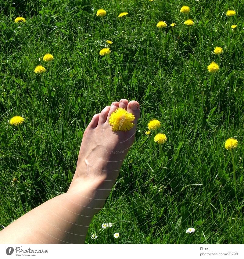 Nackter Fuß mit Löwenzahnblüte im Grünen Gras Erholung Duft Spielen Sommer Sonnenbad Beine Natur Pflanze Frühling Wärme Blume Blüte Wiese genießen frisch gelb