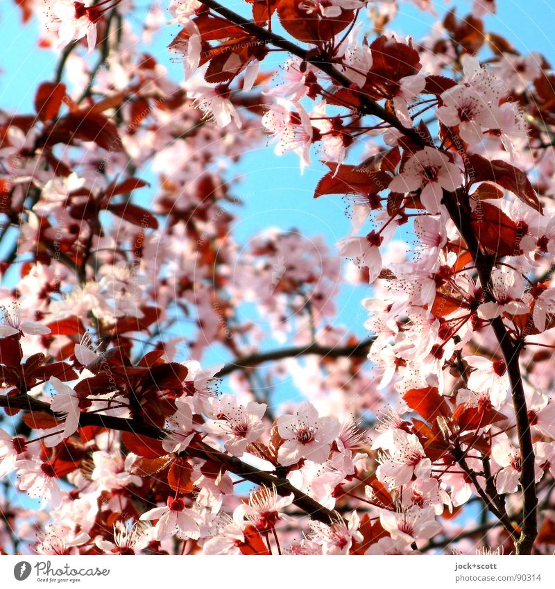Kirschblütenfront (sakura zensen) Kultur Japanisch Frühling Blühend viele Wärme rosa Frühlingsgefühle schön Beginn Inspiration Natur Wachstum Zeit Höhepunkt