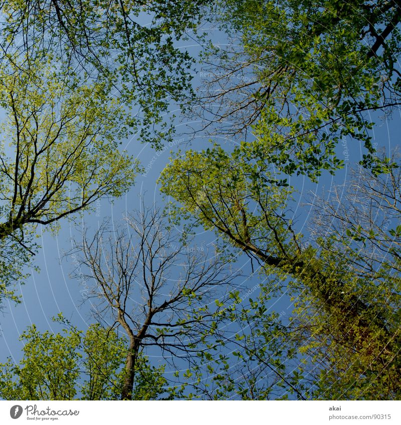 Himmel auf Erden 12 Nadelbaum Wald himmelblau Geometrie Laubbaum Perspektive Nadelwald Laubwald Waldwiese Paradies Waldlichtung ruhig grün Pflanze Baum Wachstum