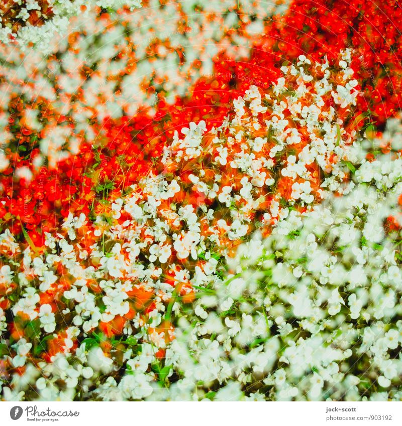 Geduld/ wieder querbeet Glück Gartenbau Pflanze Sommer Blume Park Dekoration & Verzierung schön Ordnung Doppelbelichtung Blumenbeet Reaktionen u. Effekte