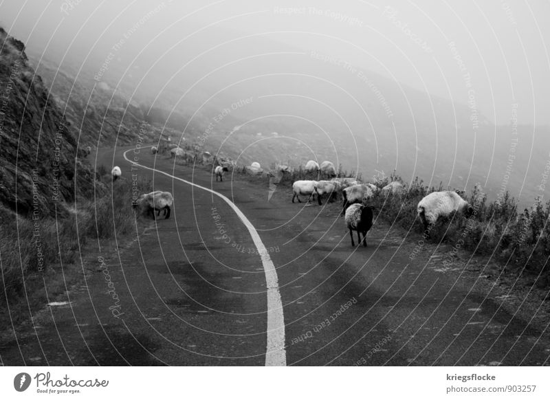 Folge der Linie... Natur Tier Klima schlechtes Wetter Nebel Berge u. Gebirge Verkehr Autofahren Straße Schaf Tiergruppe Herde Einsamkeit entdecken erleben