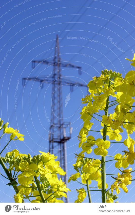 Energiewirtschaft Raps Elektrizität Strommast gelb Blüte Frühling Rapsöl Industrie blau Himmel Natur