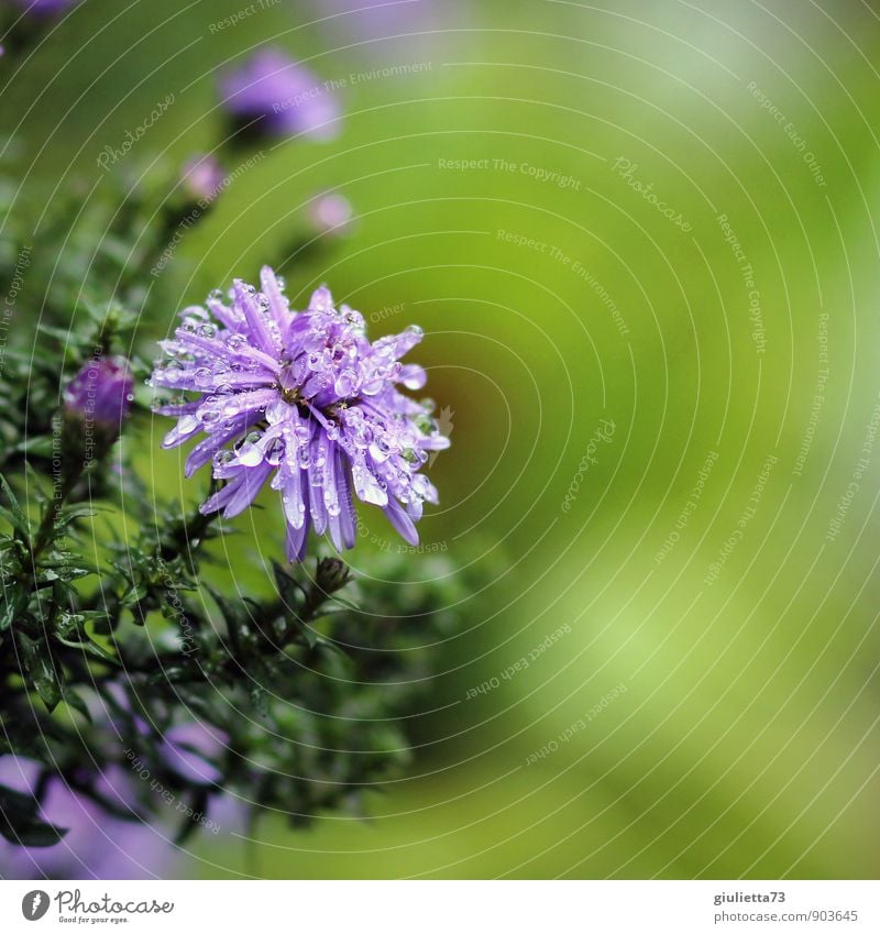 Nach dem Regen Natur Pflanze Wassertropfen Sommer Herbst Klima Wetter Blüte Garten Park Erholung Reinigen träumen natürlich schön grün violett Optimismus