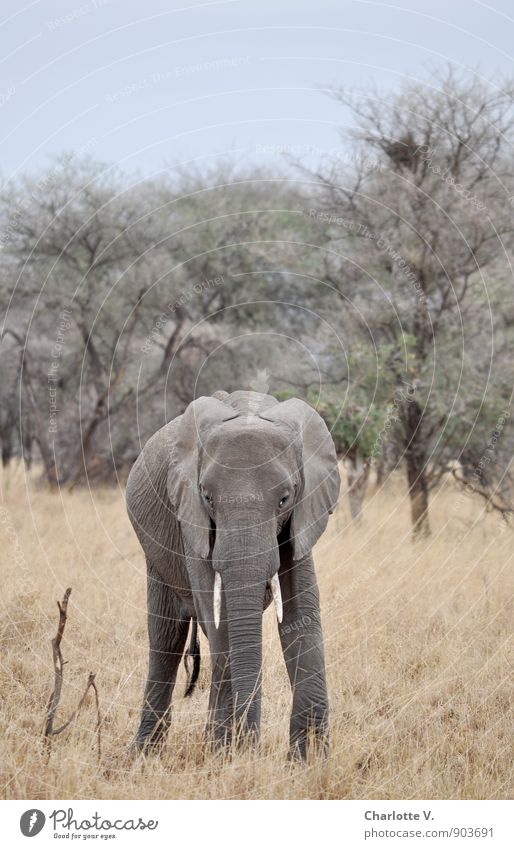 Bis hierher... Natur Tier Wolkenloser Himmel Sommer Schönes Wetter Nationalpark Tarangire Nationalpark Afrikanisch Steppe Wildtier Elefant Afrikanischer Elefant
