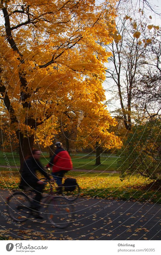 Herbstbeginn Geschwindigkeit gegeneinander Farblosigkeit gelb Herrenhäuser Gärten Hannover Baum Blatt Verfall reich Außenaufnahme orange Georgengarten