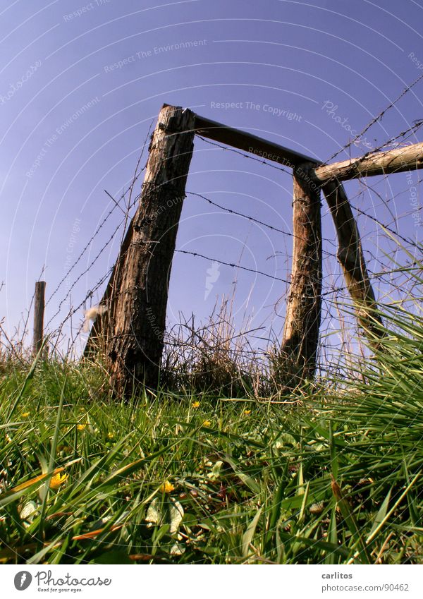 Ameise sucht Zaunkönig Weidezaun Landwirtschaft Frühling saftig frisch Froschperspektive Grenze Limit Einschränkung Draht Stacheldraht Pfosten frisches Gras
