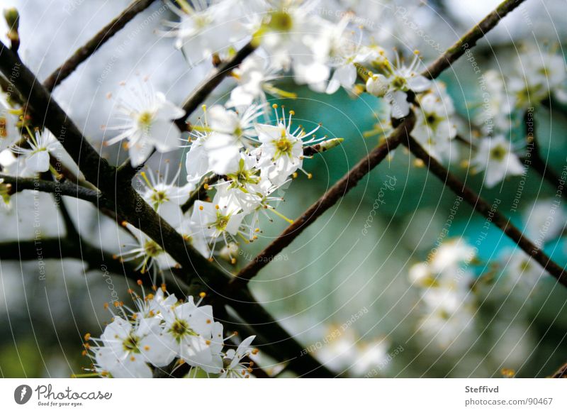 Blütenzaun Zaun Frühling Pollen aufwachen Garten Natur Kontrast Rost
