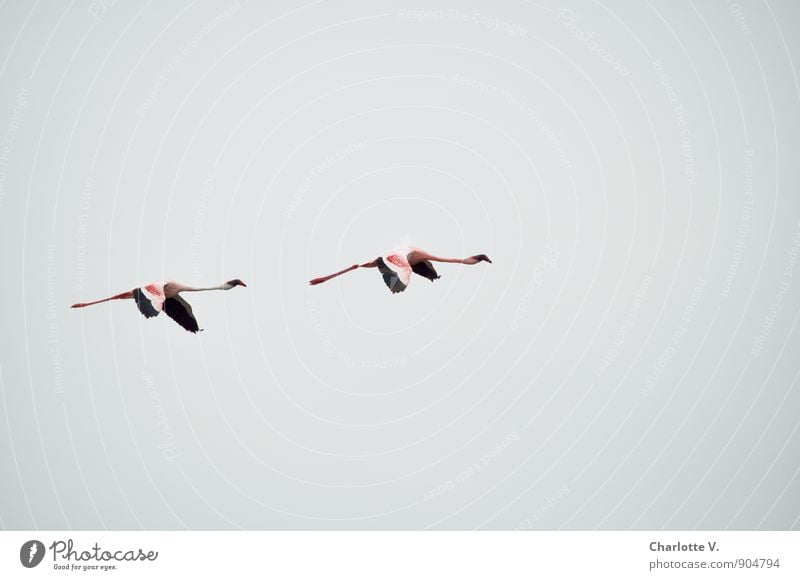 Synchronfliegen Tier Himmel Wolkenloser Himmel Wildtier Flamingo 2 Ferien & Urlaub & Reisen ästhetisch einfach elegant exotisch Zusammensein Unendlichkeit hoch