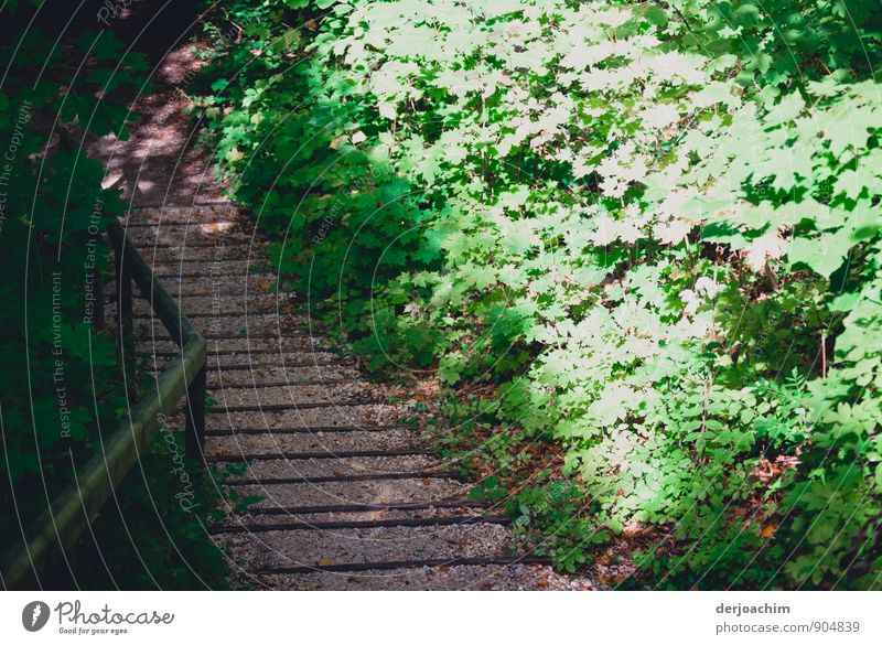 Licht und Schatten auf dem Treppen Aufgang zum Wald. Rechts sind grüne und weiße Blüten zu sehen. Links von der Treppe ist ein Holzgeländer. harmonisch