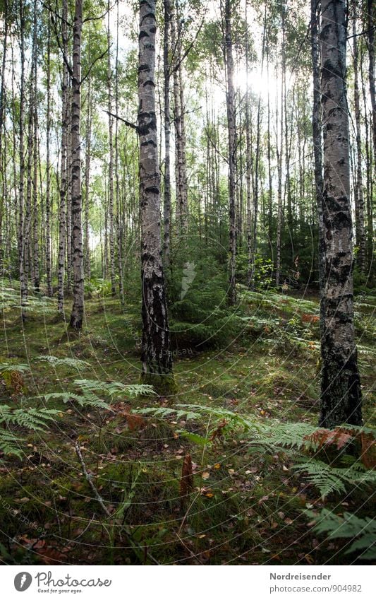 Birken Landwirtschaft Forstwirtschaft Natur Landschaft Pflanze Sonne Sommer Schönes Wetter Baum Wald glänzend Erholung Waldboden Birkenwald Farn Schweden
