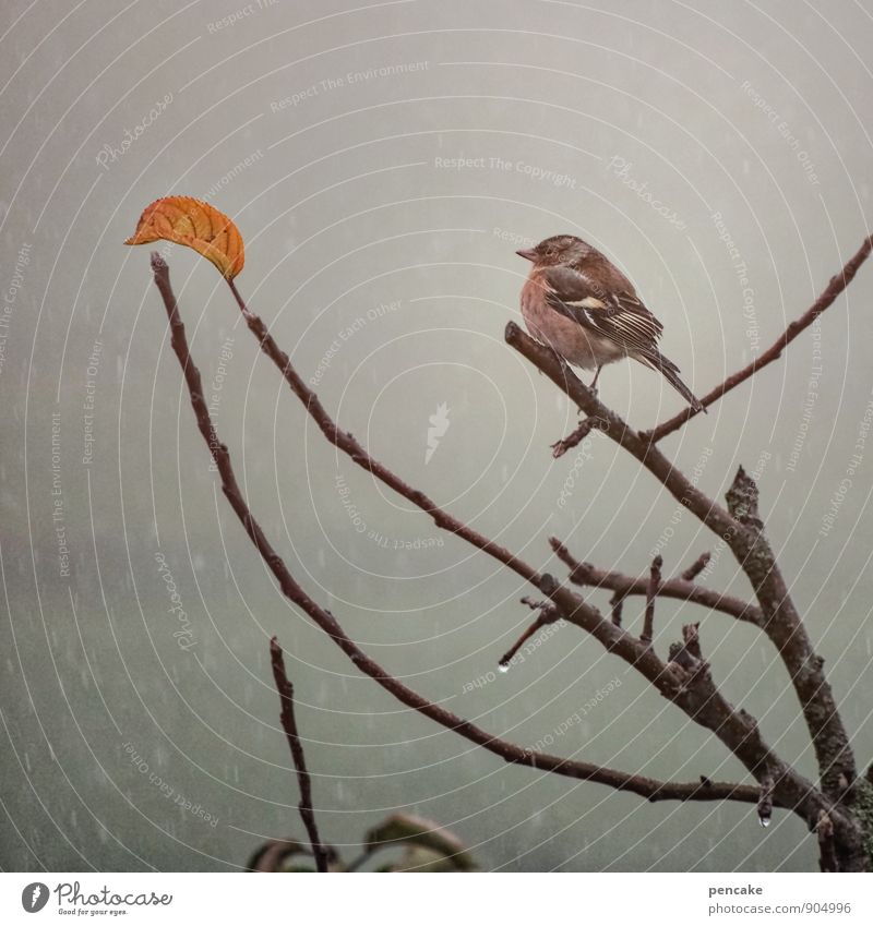 das letzte blatt Natur Urelemente Wassertropfen Herbst Winter Nebel Regen Schnee Schneefall Baum Blatt Tier Vogel 1 Zeichen ästhetisch authentisch natürlich