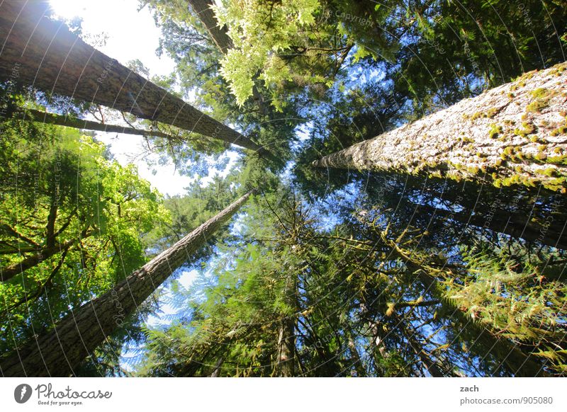 Entfaltungsmöglichkeiten | Bio-Skyscraper Ferne Natur Pflanze Urelemente Himmel Sommer Schönes Wetter Baum Wildpflanze Douglasie Douglasien Zeder Rotzeder