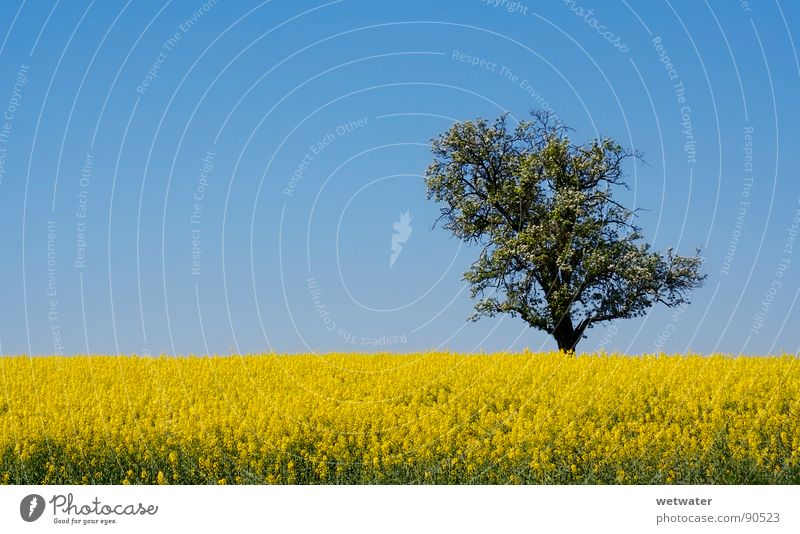 field of gold Feld gelb Kraichgau Raps Wiese Baum Himmel Natur springen Frühling tree blue sky sunny