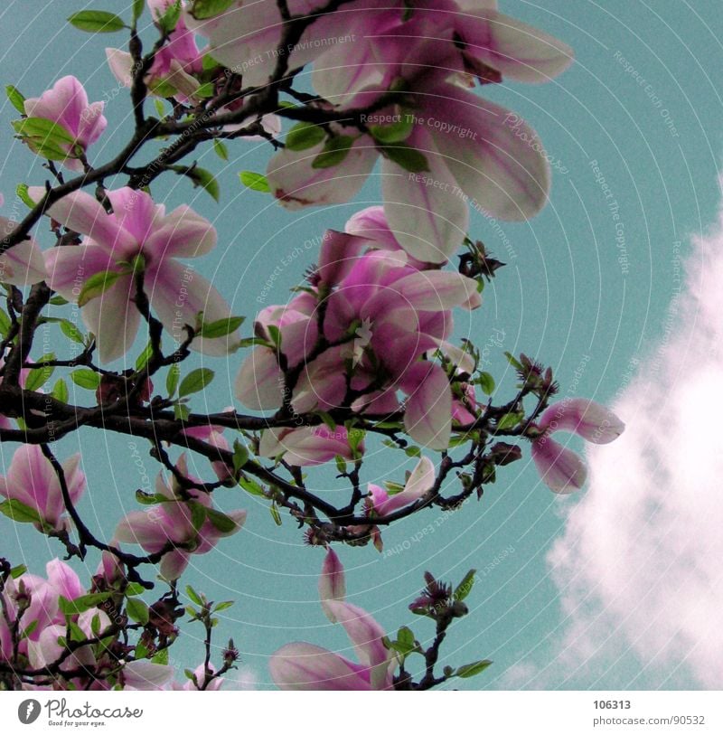 BLÜHT UNS EIN NUKLEARER FRÜHLING? Pflanze Geäst Wachstum Frühling springen austreiben sprießen Blüte Park Himmel Wolken grün rot rosa weiß organisch Lebewesen