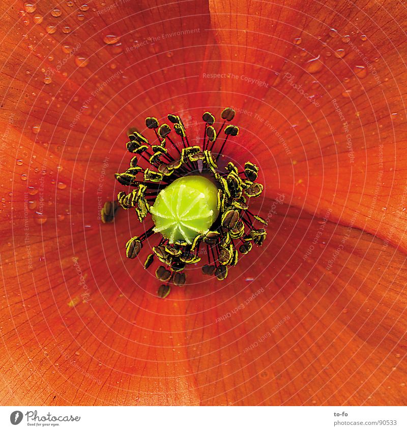 Mohn Klatschmohn rot Frühling Blüte Blume Blütenblatt Makroaufnahme Nahaufnahme in voller blüte vergrößert Pollen Detailaufnahme Lupe