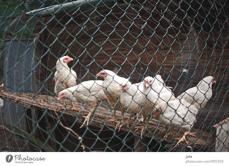 hühner Zaun Maschendrahtzaun Tier Nutztier Hühnervögel Stall Tiergruppe natürlich Farbfoto Außenaufnahme Menschenleer Tag
