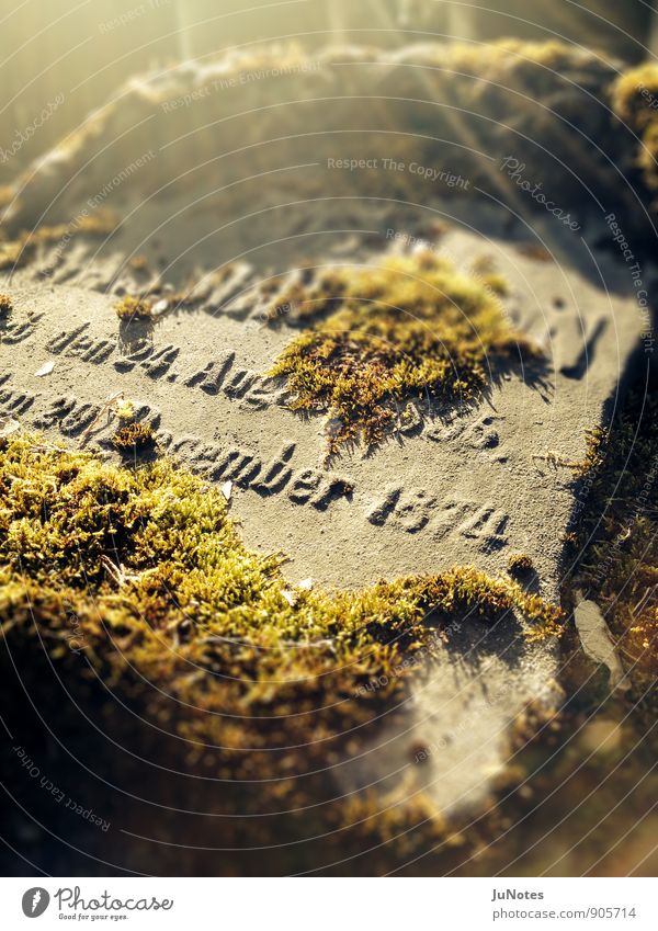 Jüdischer Friedhof, Frankfurt Trauerfeier Beerdigung Natur Sonnenlicht Herbst Winter Pflanze Moos Stein Schriftzeichen Traurigkeit alt historisch braun grau