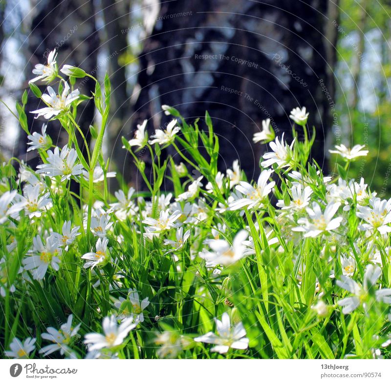 Waldlangeweile Wiese Blume Birke Deutschland Frühling Umwelt Blüte weiß Frühblüher Waldrand Natur Bodenbelag Oberholz Idylle