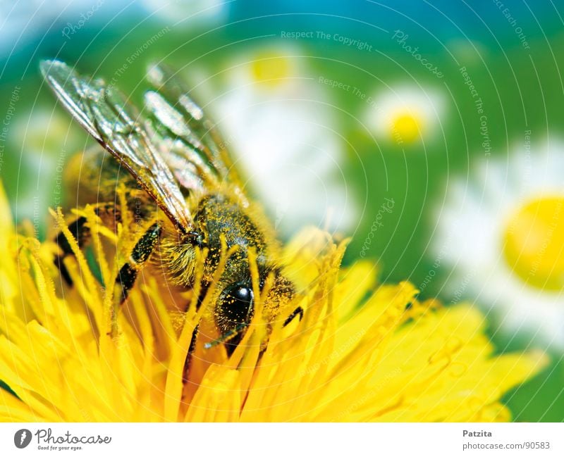 Sowas von Frühling Biene Blume Löwenzahn Sammlung Sommer Honig Makroaufnahme Wiese Blumenwiese Gänseblümchen fleißig Blüte Pollen gelb grün weiß Nahaufnahme