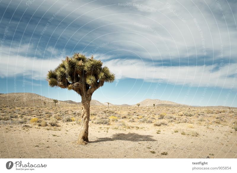 gegend Umwelt Natur Landschaft Pflanze Tier Erde Sand Luft Himmel Wolken Sonne Sonnenlicht Sommer Klima Klimawandel Wetter Schönes Wetter Grünpflanze Wüste