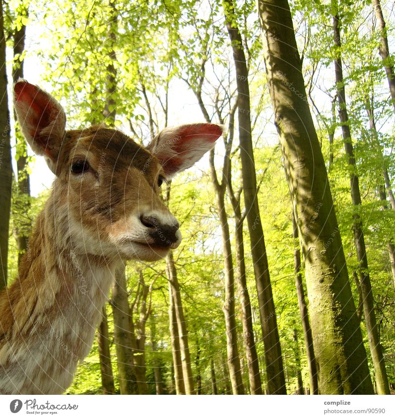 sweet bambi süß Wald Baum Tier Reh Hirsche Wildtier Wildpark hören Angst Futter Vorsicht Fell Jäger grün braun Schwarzwald Säugetier zart ooohh Ohr Blick