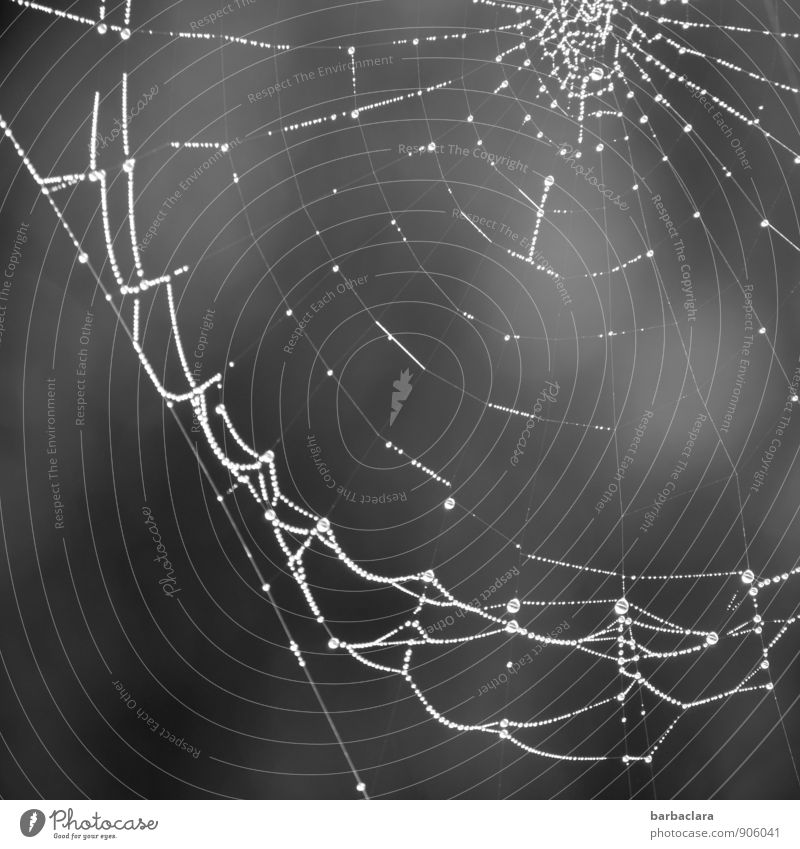 selbstgemacht | in der Spinnenwerkstatt Umwelt Natur Wassertropfen Tau Spinnennetz Linie Netzwerk leuchten dunkel hell grau ästhetisch einzigartig Sinnesorgane