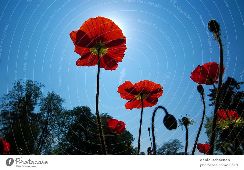 leuchtender Mohn Klatschmohn rot Sommer Frühling Blume Blüte hell-blau zyan Silhouette Sonne Himmel Perspektive Schönes Wetter Blütenknospen Natur Außenaufnahme