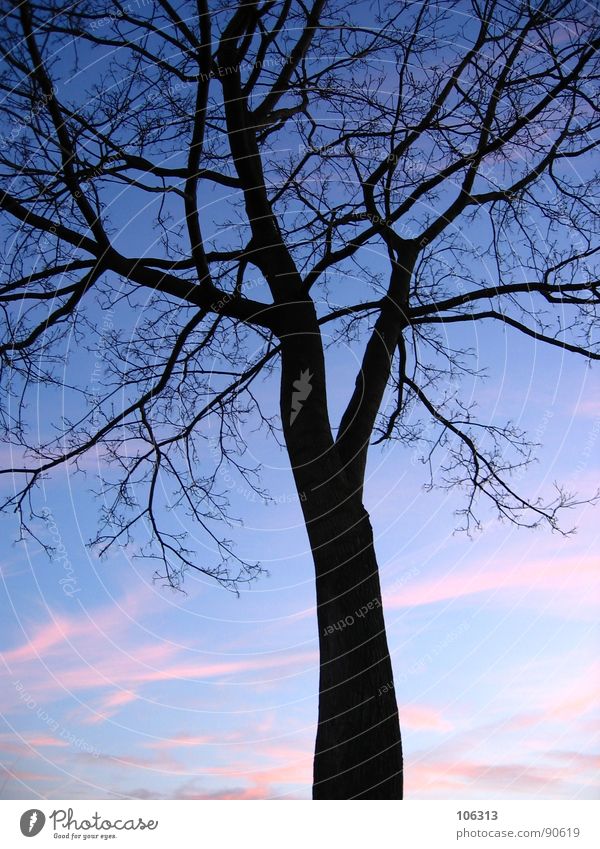 FEMININES ADERWERK oder (c) [NETZWERK] Gefäße organisch Röte Sonnenuntergang Sonnenröte Baum Nacht Park Wolken schwarz Holz Netzwerk Gesellschaft (Soziologie)