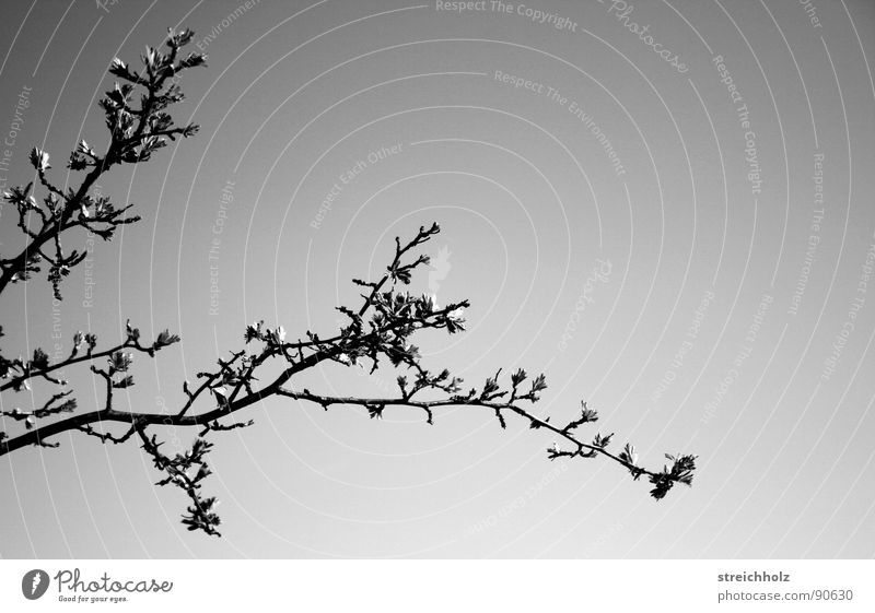 Ast ohne Wald und Baum Frühling Design Blütenknospen Schwarzweis Schwarzweißfoto Himmel Klarheit reduzieren modern