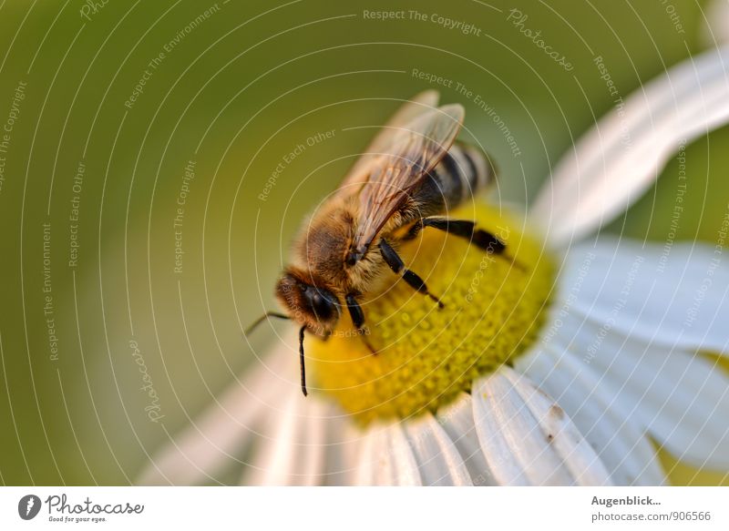 Fleißige Bienen in Ost & West... Tier 1 Fröhlichkeit frisch Unendlichkeit Wärme braun gelb grün weiß Gefühle Zufriedenheit Glück Hoffnung Zukunft Außenaufnahme
