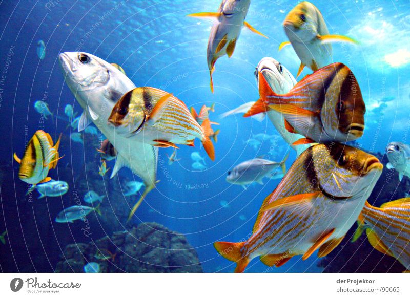 Fisch gibts Thunfisch Meer Portugal Aquarium buntes treiben Ozenarium EXPO 1998 Wasser Schwarm Becken Glasfassade langweiliges foto einfallslos