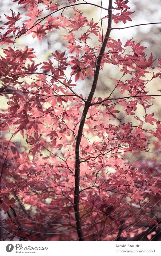 Asiatische Herbstblätter Leben Natur Pflanze Luft Baum Blatt Park Wald träumen ästhetisch authentisch dunkel Kitsch natürlich positiv schön rot Stimmung