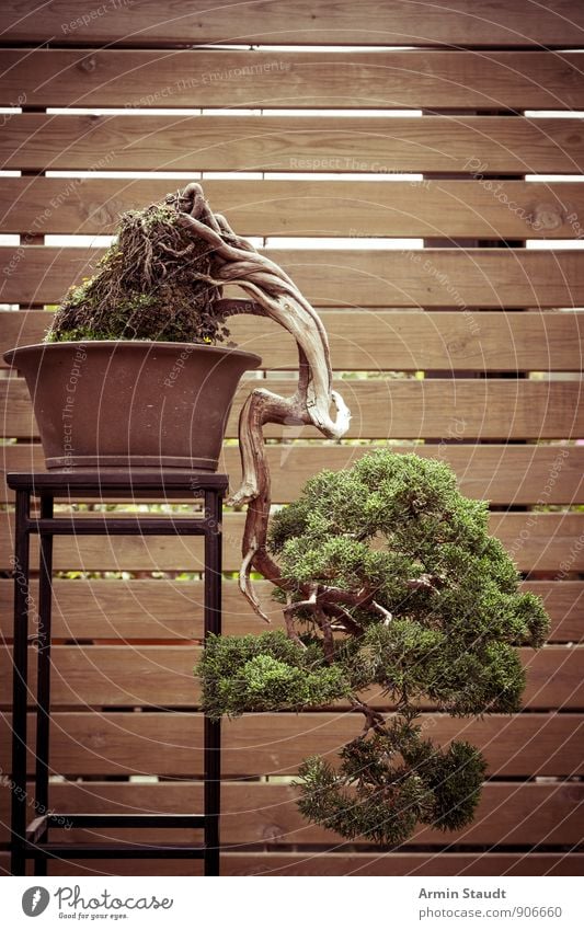 BONSAI! Tier Sommer Pflanze Baum Bonsai Kiefer Bretterzaun Holzwand alt stehen Wachstum ästhetisch authentisch außergewöhnlich schön braun grün Stimmung Kraft