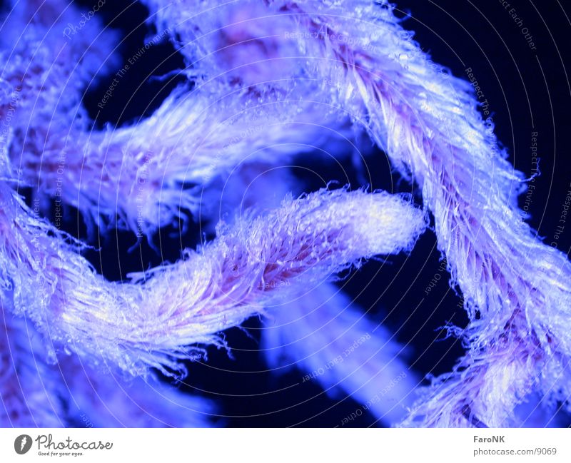 Wurzel Pflanze Makroaufnahme Nahaufnahme Haare & Frisuren blau Echte Farne
