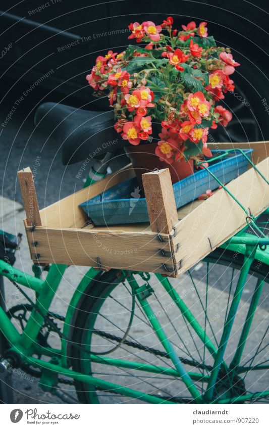 Begonien-Express Pflanze Blume Blüte Fahrradfahren grün rot Güterverkehr & Logistik Gepäckträger Fahrradsattel Kiste Holzkiste Fahrradkorb Blumentopf