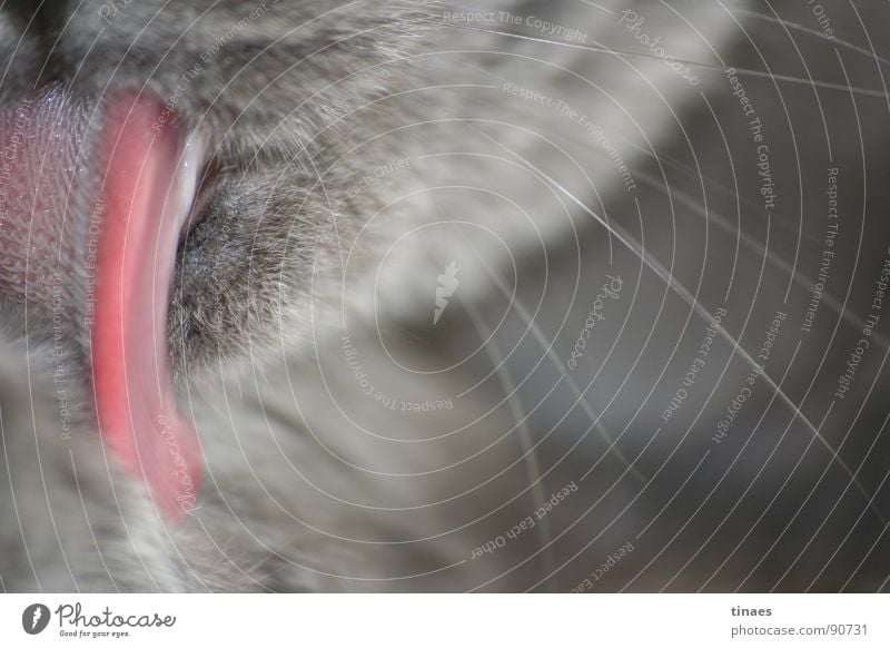 Katzenwäsche Katzenzunge lutschen Reinigen grau Schnurrhaar Fell Säugetier schön Freude Zunge