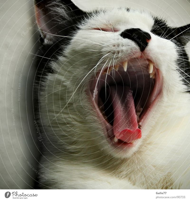 müde Katze gähnen gefährlich schlafen Siesta Säugetier Hauskatze Müdigkeit Zunge Gebiss Momentaufnahme