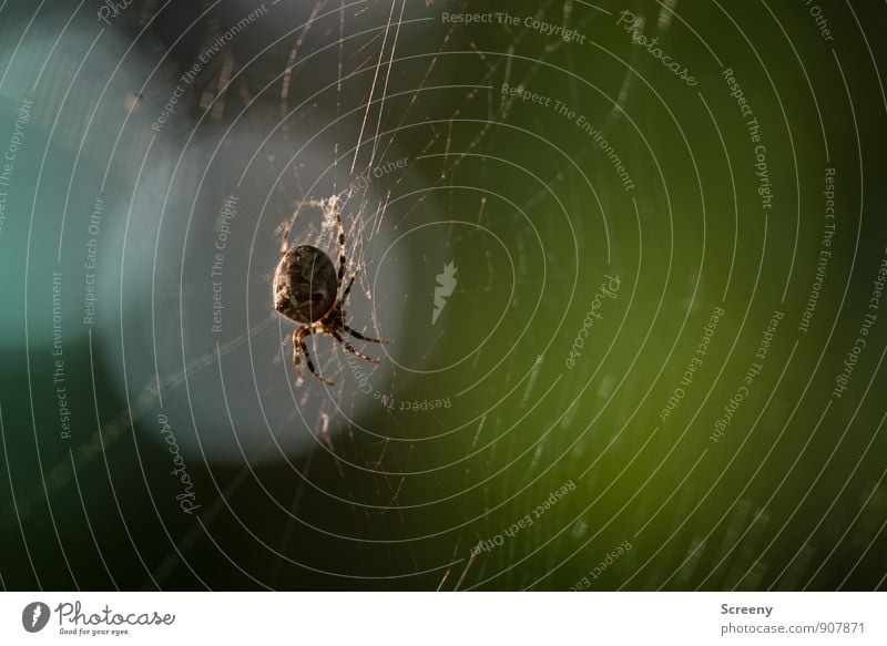 Warte mal... Natur Tier Wald Wildtier Spinne 1 bauen hängen hocken Jagd warten bedrohlich Ekel gruselig klein braun Angst gefährlich Spinnennetz gewebt