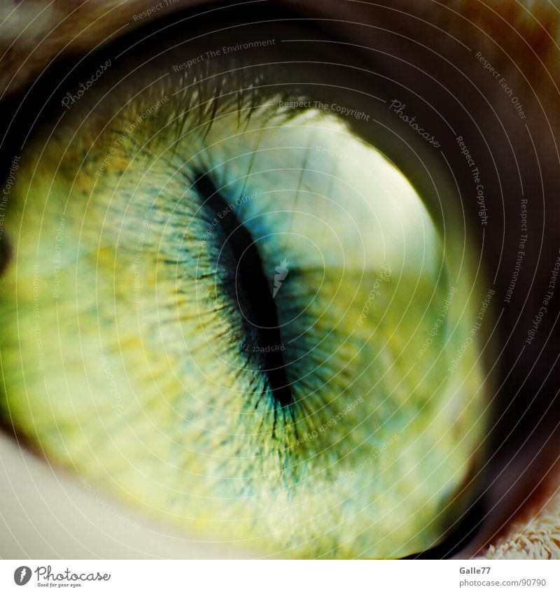 Das Auge des Pixelkönigs Pupille Makroaufnahme Nahaufnahme Hauskatze Linse Blick beobachten Momentaufnahme Schlitzauge Reflexion & Spiegelung