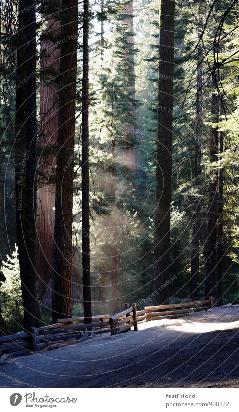 Waldspaziergang Natur Landschaft Sommer Baum natürlich Wärme Licht Lichtspiel Yosemite NP Baumstamm Baumrinde Wege & Pfade Fußweg Schatten Farbfoto
