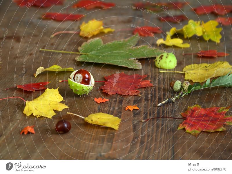 Herbstsammlung Freizeit & Hobby Spielen Blatt Sammlung Holz mehrfarbig Kastanie Eicheln Ahornblatt Holztisch Bastelmaterial Basteln Farbfoto Nahaufnahme