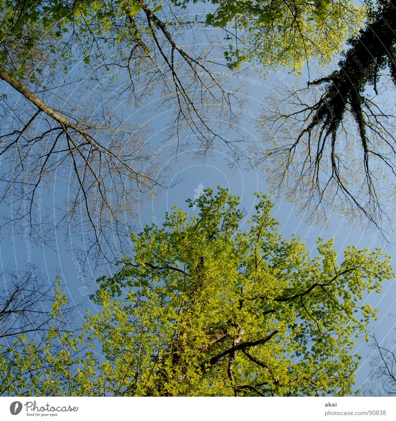Himmel auf Erden 14 Nadelbaum Wald himmelblau Geometrie Laubbaum Perspektive Nadelwald Laubwald Waldwiese Paradies Waldlichtung ruhig grün Pflanze Baum Blatt