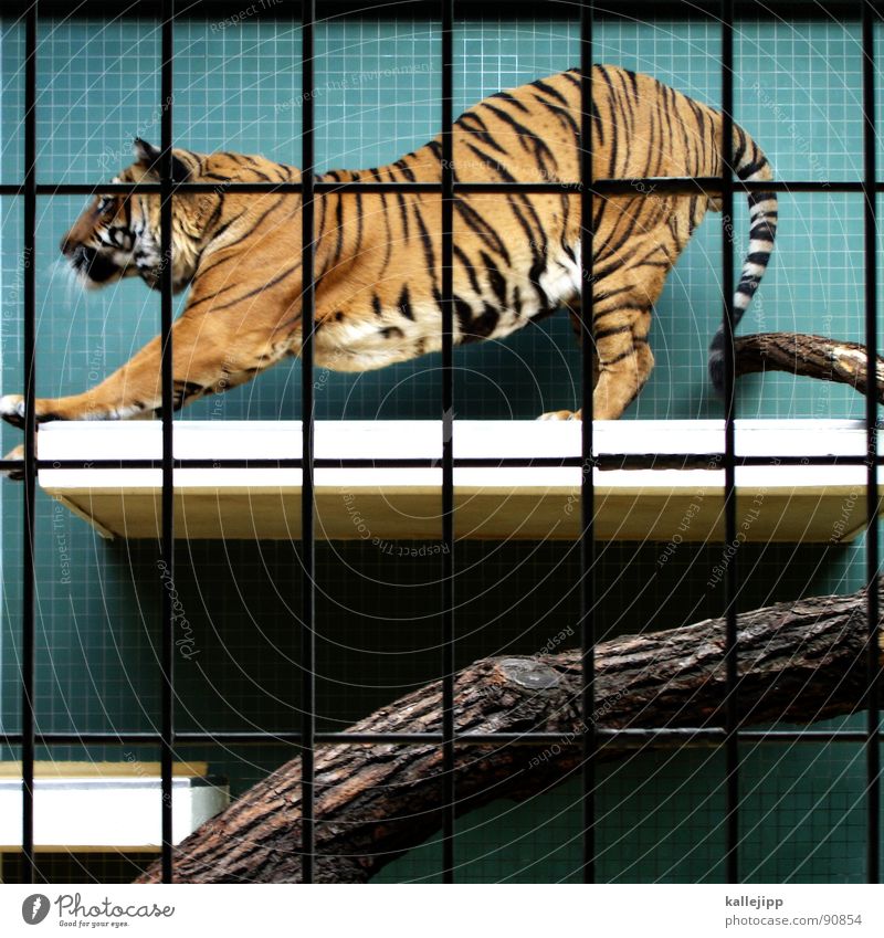 pixeltiger I Tiger Zoo Tier schlafen Käfig Gitter Trauer gefangen Pfote Umweltschutz Lebewesen Show Landraubtier Raubkatze maskulin Fell gefährlich bissig