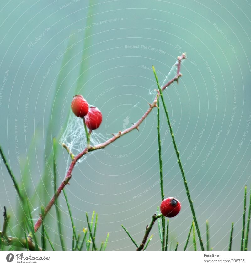 Herbstschönheit Umwelt Natur Pflanze Urelemente Wasser Wassertropfen Sträucher frisch nass natürlich braun grün rot Hagebutten Strauchrose Spinngewebe